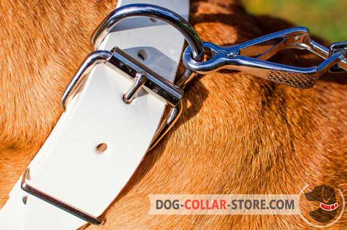 Nickel Plated D-Ring on Leather Dog Collar