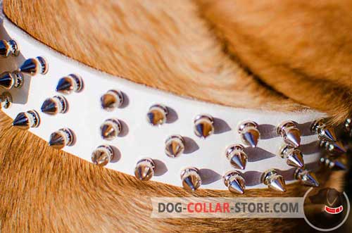 3 Rows of Nickel Plated Spikes on Dog Collar