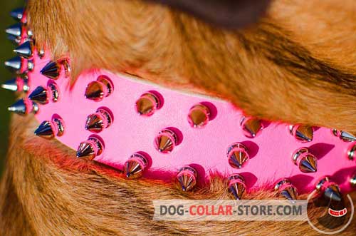Three Rows of Nickel Plated Spikes on Leather Dog Collar