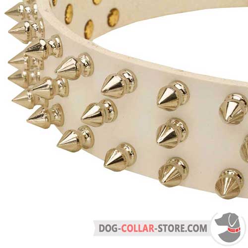 Nickel Plated Spikes on Leather Dog Collar