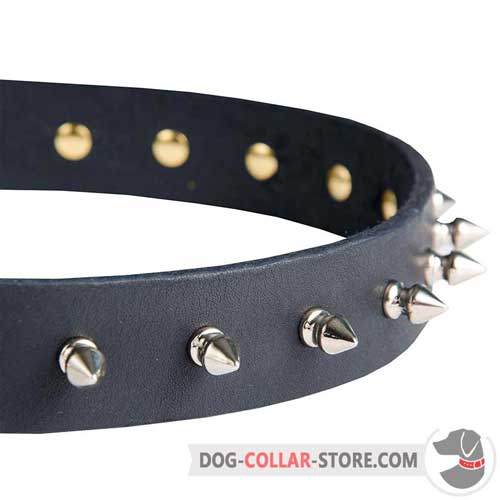 Nickel Plated Spikes on Leather Dog Collar