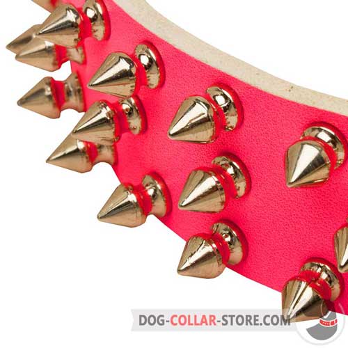 Nickel Plated Spikes on Leather Dog Collar