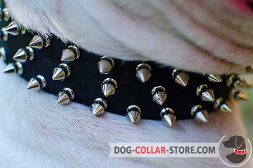 Three Rows of Nickel Plated Spikes on Designer Leather Dog Collar