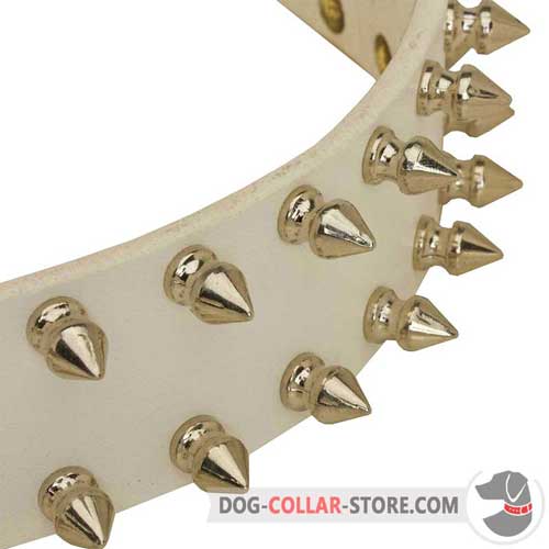 Nickel Plated Spikes on Leather Dog Collar