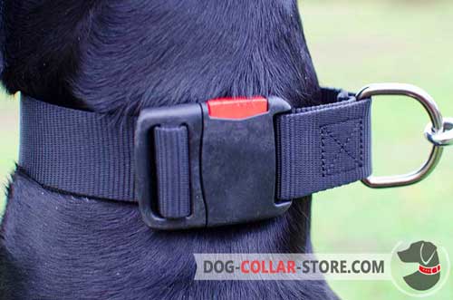 One-Click Buckle on Nylon Dog Collar 