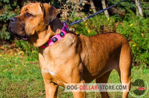 Pink Leather Cane Corso Collar With Stylish Blue Stones