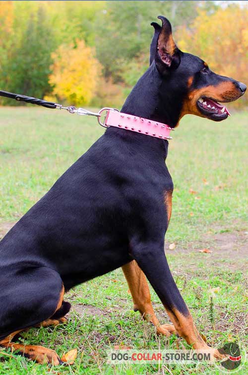Pink Leather Doberman Collar For Stylish Walking