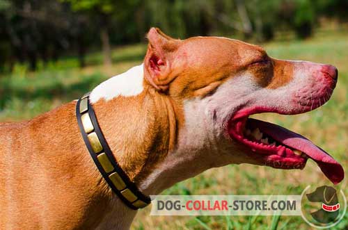 Elegant Leather Pitbull Collar With Brass Plates