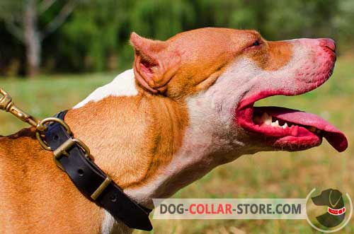 Comfortable Leather Pitbull Collar With Strong Hardware