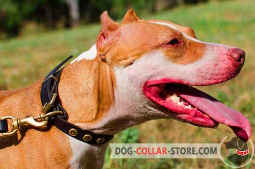 Slim Leather Pitbull Collar With Elegant Circles