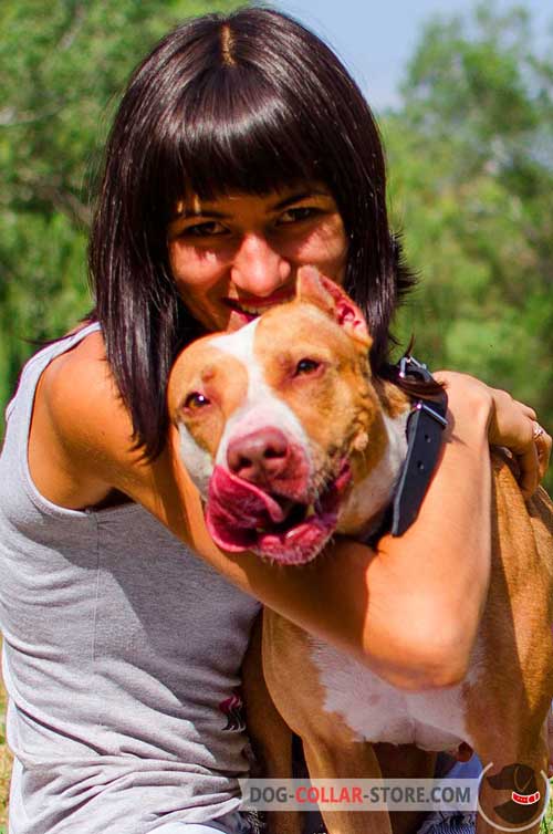 Classy Leather Pitbull Collar With Strong Hardware