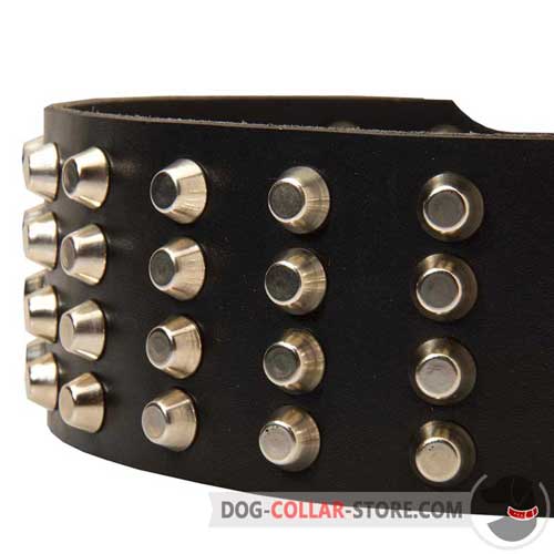 Nickel Plated Studs on Leather Dog Collar