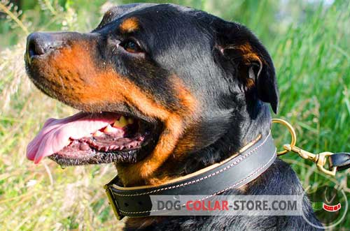 Royal Leather Rottweiler Collar Padded with Nappa