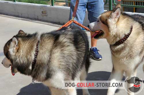 Leather Siberian Husky / Akita Choke Collar With Stylish Braids