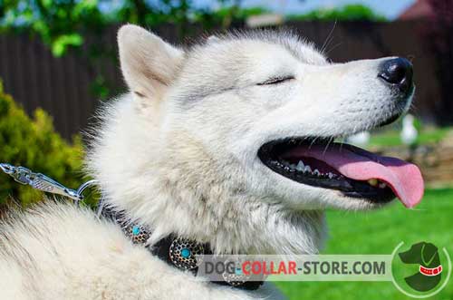 Fashion Leather Siberian Husky / Akita Collar