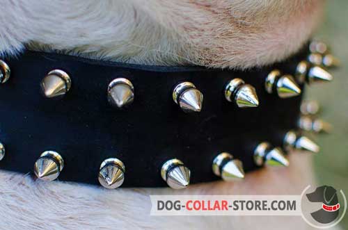 Stylish Nickel Plated Spikes on Fancy Leather Dog Collar 