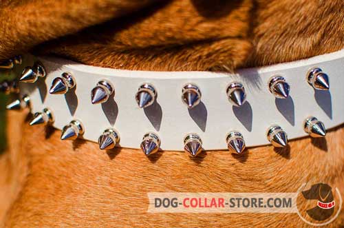 Nickel Plated Spikes On White Leather Dog Collar