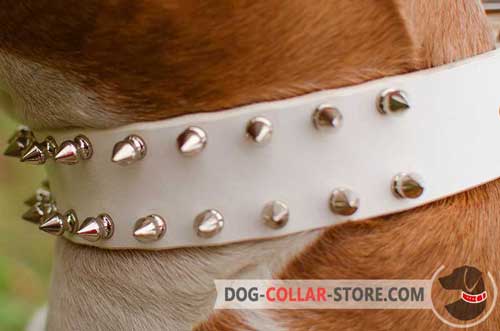 Nickel Plated Spikes on Leather Dog Collar