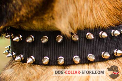 Steel Nickel Plated Spikes on Nylon Dog Collar 