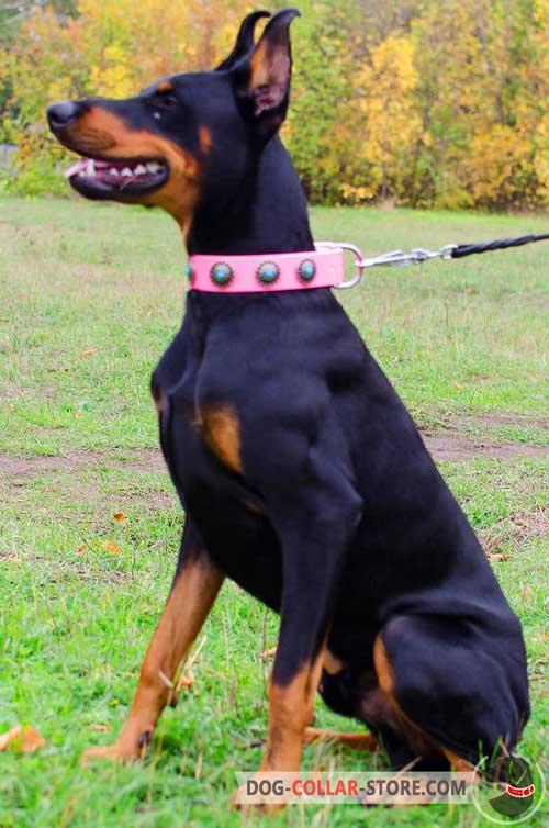 Pink Leather Doberman Collar With Blue Stones