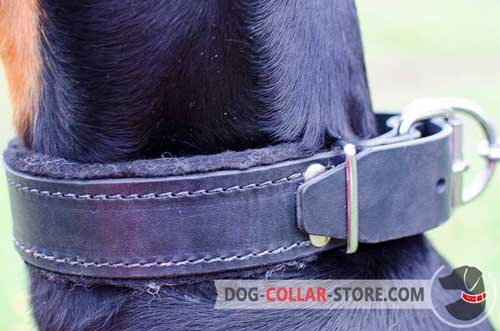 Padding On Training Leather Dog Collar