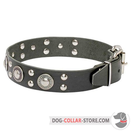 Dog Collar with durable nickel-plated hardware