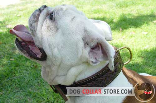 Handcrafted Braided Leather Dog Collar for English Bulldog Walking