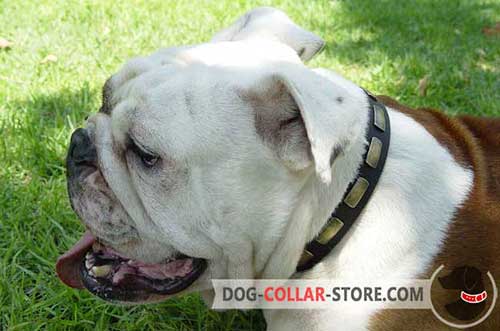 Training Leather English Bulldog Collar with Brass Plates