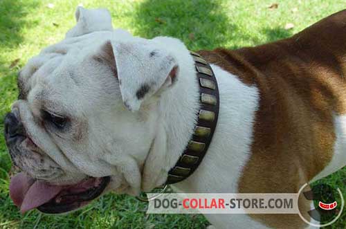 Hand Decorated Leather English Bulldog Collar for Walking with Plates