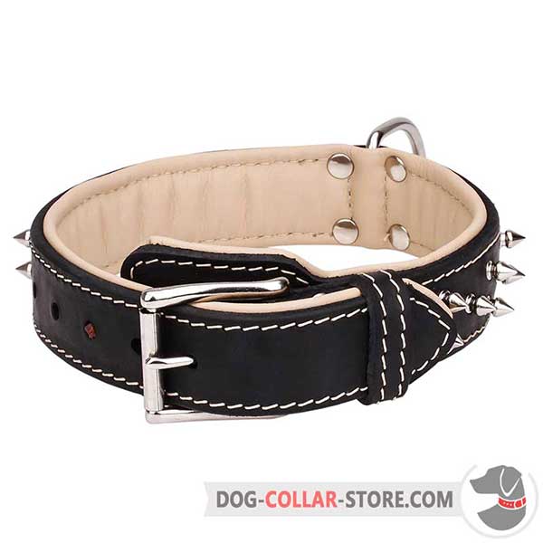 Steel Nickel Plated D-Ring on Spiked Leather Dog Collar