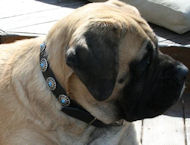 Stunning Leather Mastiff Collar For Everyday Usage