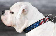American Pride Painted Leather American Bulldog Collar