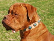 Tan Leather Dogue de Bordeaux Collar with Decorative Circles