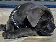 Training Cane Corso Choke Collar with Durable O-rings