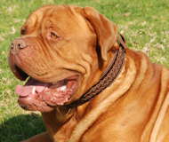 Get Braided Design Leather Dogue de Bordeaux Collar