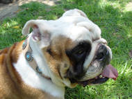 Tan Leather English Bulldog Collar with Silver Plated Circles