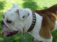 Gorgeous Leather English Bulldog Collar With Plates