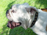 Black Leather English Bulldog Collar With Doted Circles