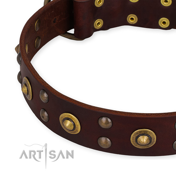 Leather collar with corrosion proof fittings for your impressive four-legged friend