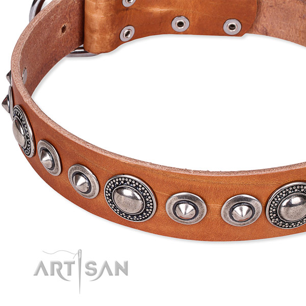 Daily walking adorned dog collar of fine quality full grain leather