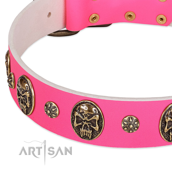 Incredible dog collar made for your beautiful dog