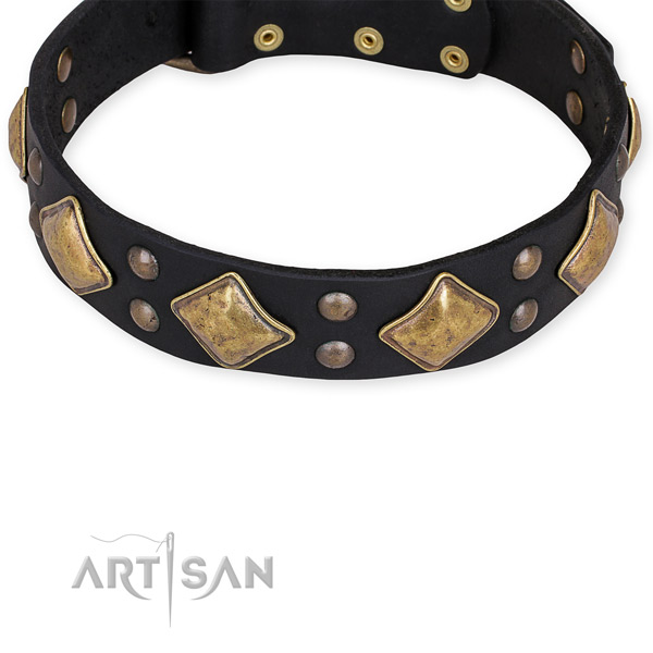 Full grain leather dog collar with inimitable corrosion proof studs