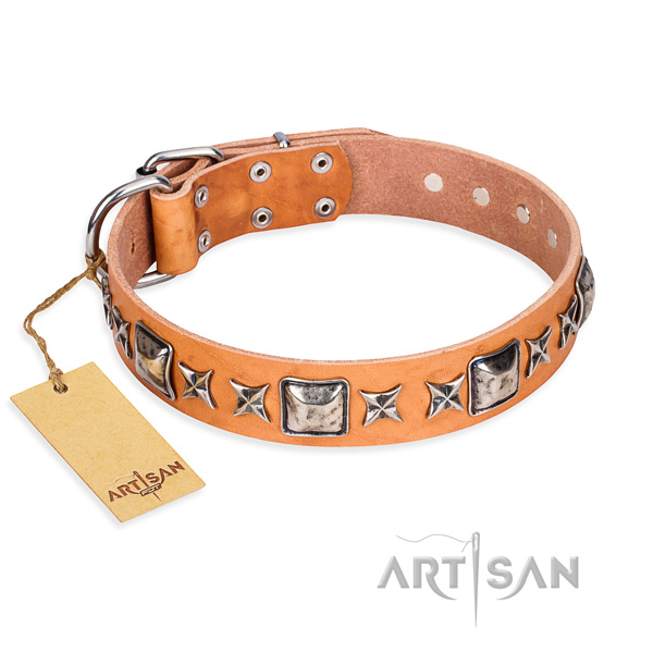 Fancy walking dog collar of fine quality leather with adornments