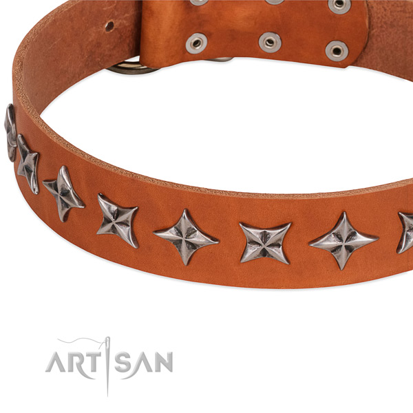 Fancy walking decorated dog collar of finest quality full grain leather