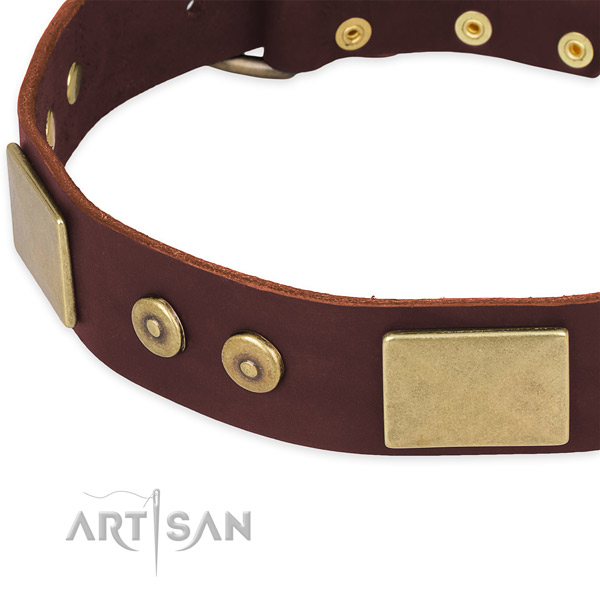 Full grain leather dog collar with embellishments for stylish walking