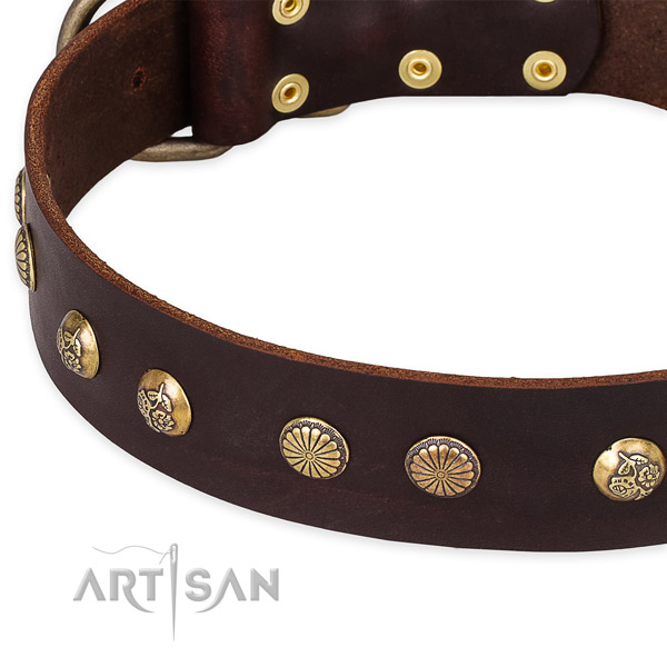 Leather collar with corrosion proof fittings for your handsome four-legged friend