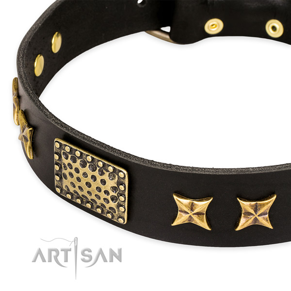 Full grain natural leather collar with corrosion resistant fittings for your stylish dog