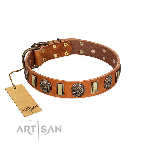 Significant full grain leather dog collar for everyday use