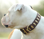 Handmade Leather American Bulldog Collar With Brass Plates