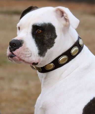 designer bulldog collar